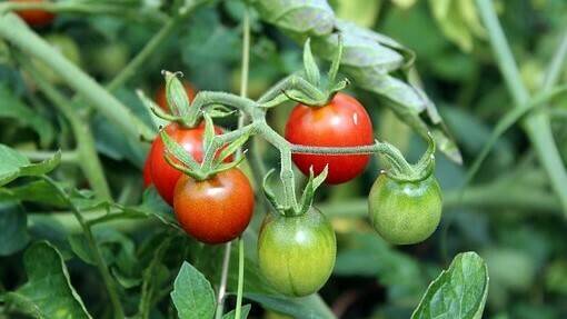 tomatoes-2669861__340 (2)